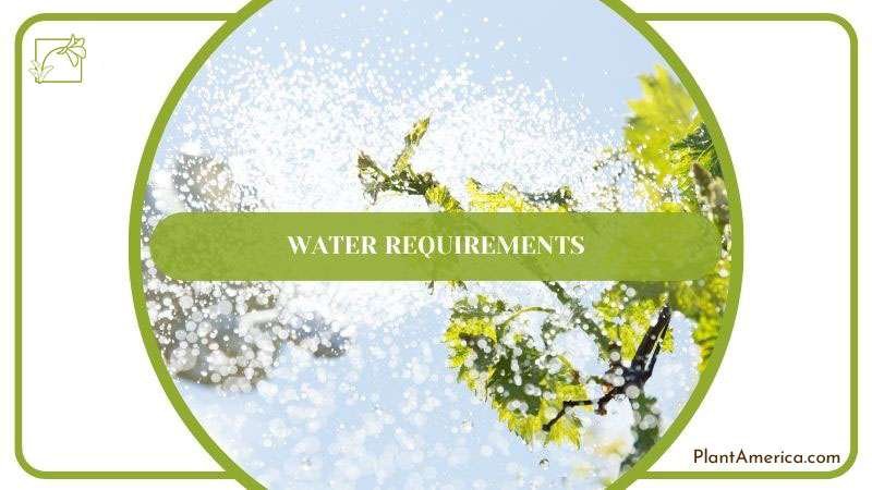 Watering Pallidiflorum Plant ~ PlantAmerica