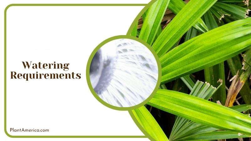Watering Palmetto Tree Plant America