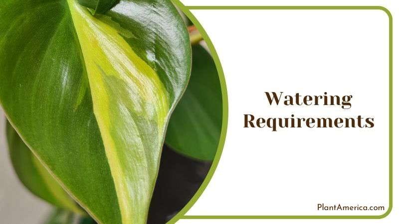 Watering Philodendron Brasil Plant America