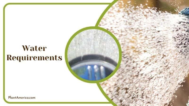 Watering Philodendron Burle Marx Plant America