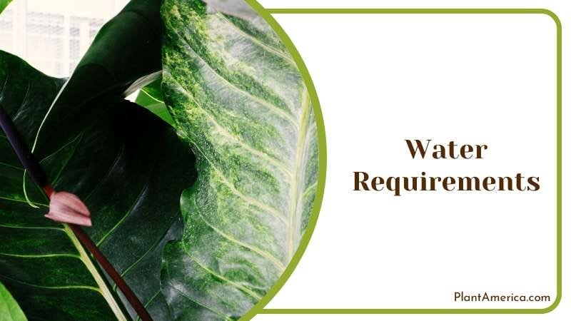 Watering Philodendron Imperial Red Plant America