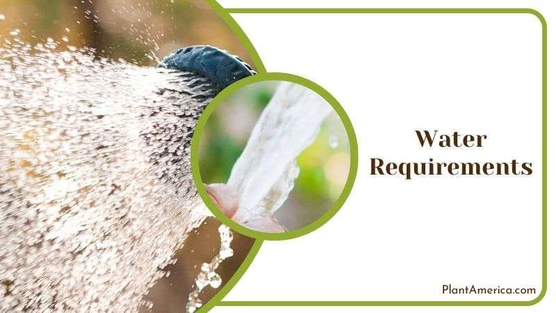 Watering Philodendrons Plant Plant America