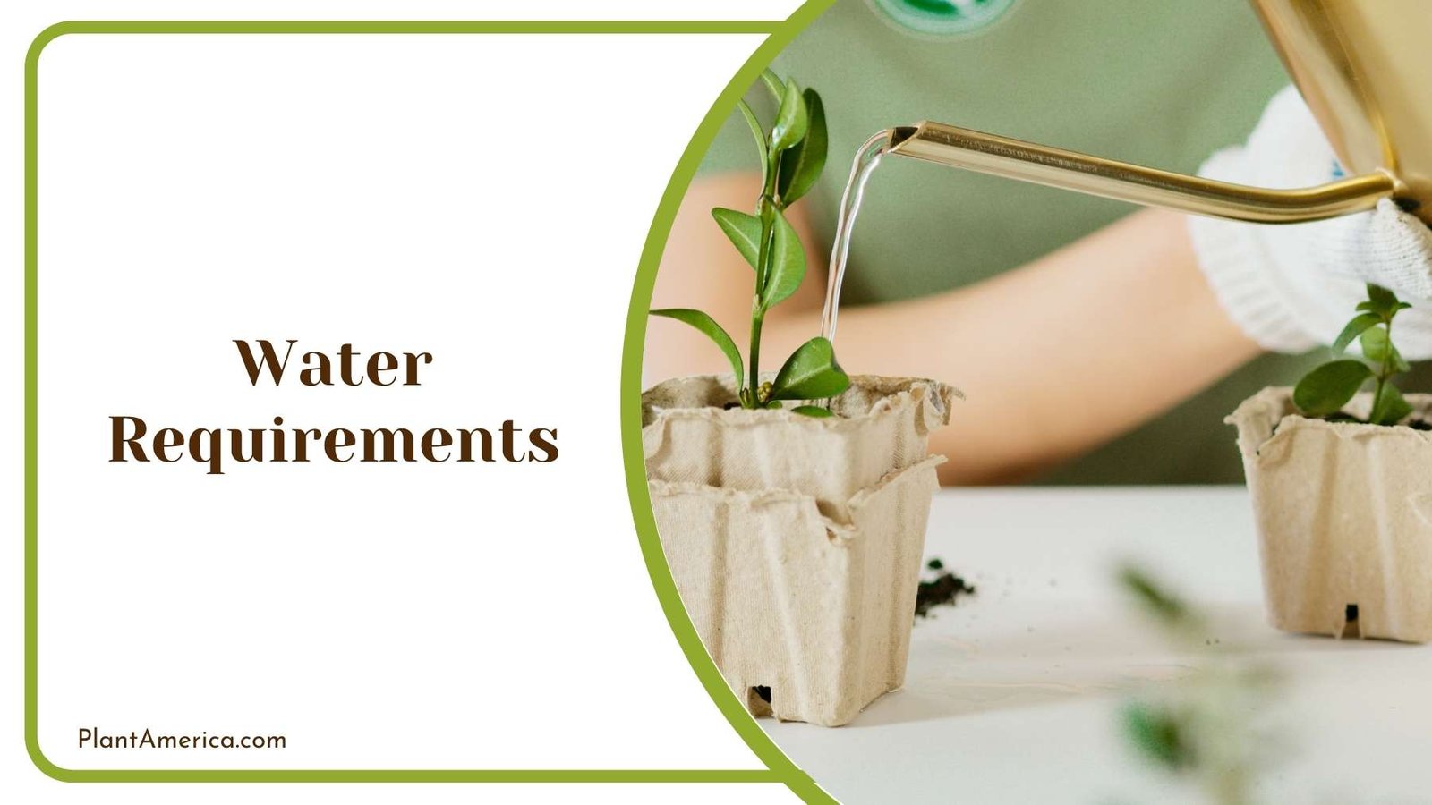Watering Plant With Container Plant America