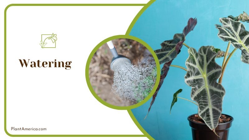 Watering ~ PlantAmerica