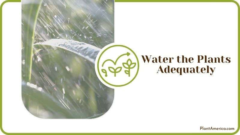 Watering Plants To Get Rid of Mold Plant America 1