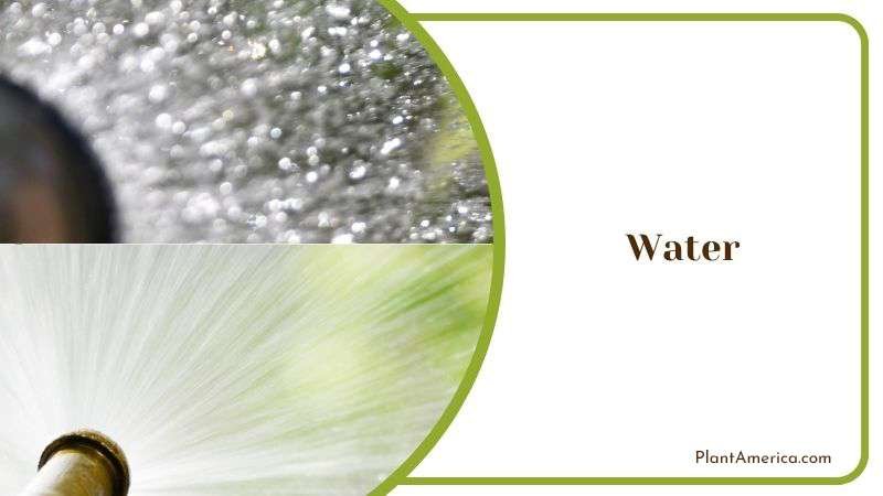 Watering Reinwardtii Plant Plant America