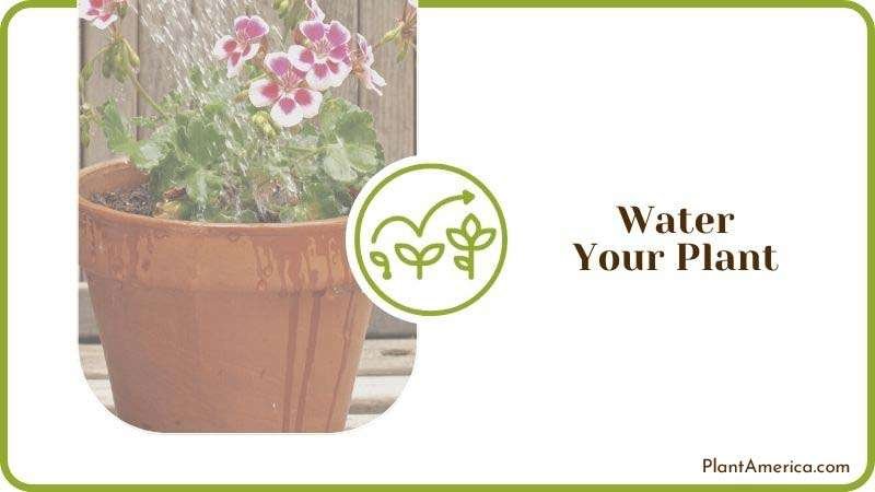 Watering Repotted Plant Plant America Watering Repotted Plant Plant America