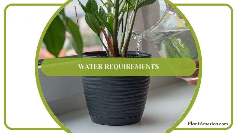 Watering Routine for Cactus Plant Plant America