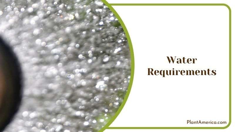 Watering Routine for Goeldii Plant Plant America