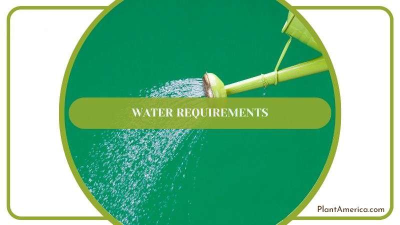 Watering Rupestris Plant Plant America