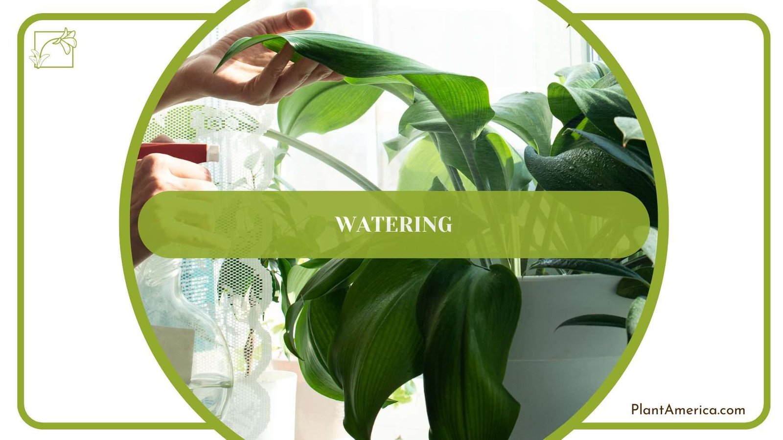 Watering Scarlet Star PlantAmerica