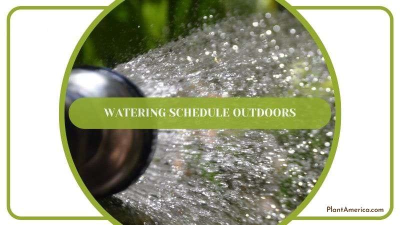 Watering Schedule Outdoors PlantAmerica