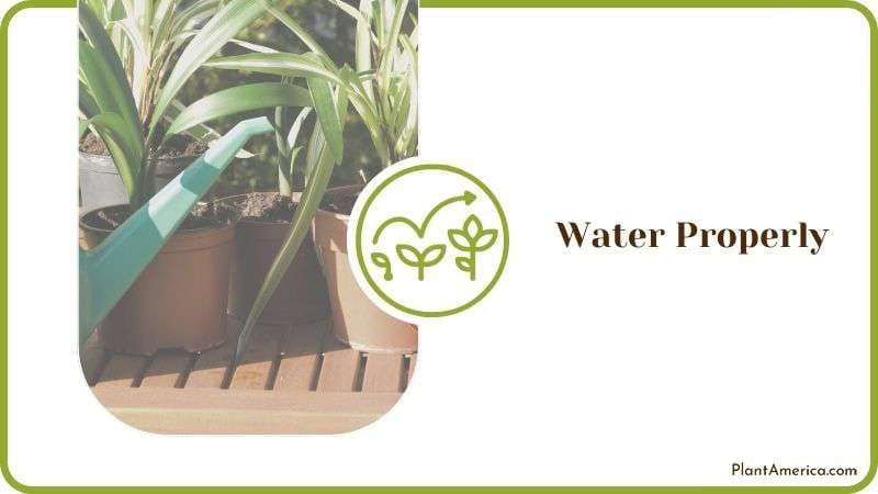 Watering Spider Plants Plant America