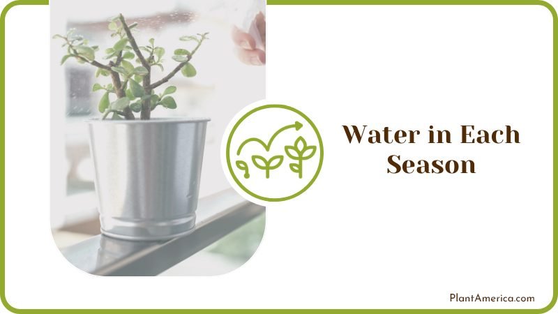 Watering Succulents Plants Plant America Watering Succulents Plants Plant America
