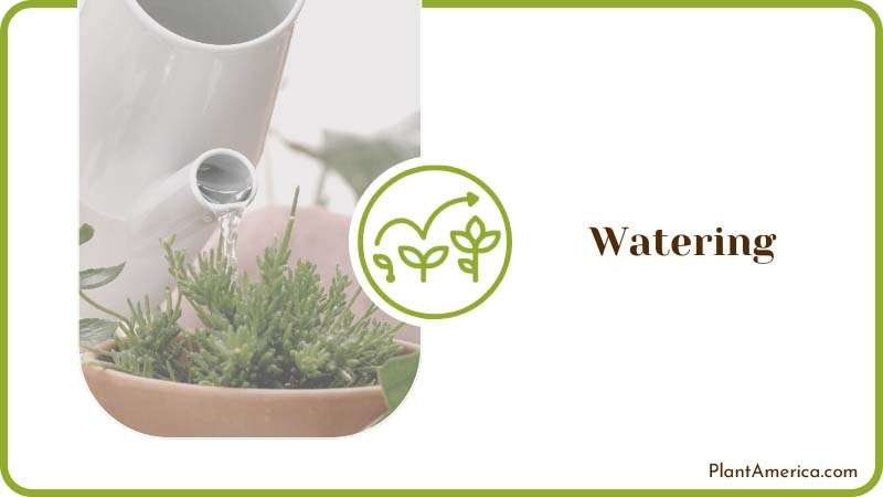 Watering Techniques for Healthy Plants Plant America