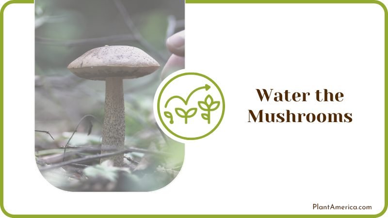 Watering Techniques for Mushrooms Plant America Watering Techniques for Mushrooms Plant America