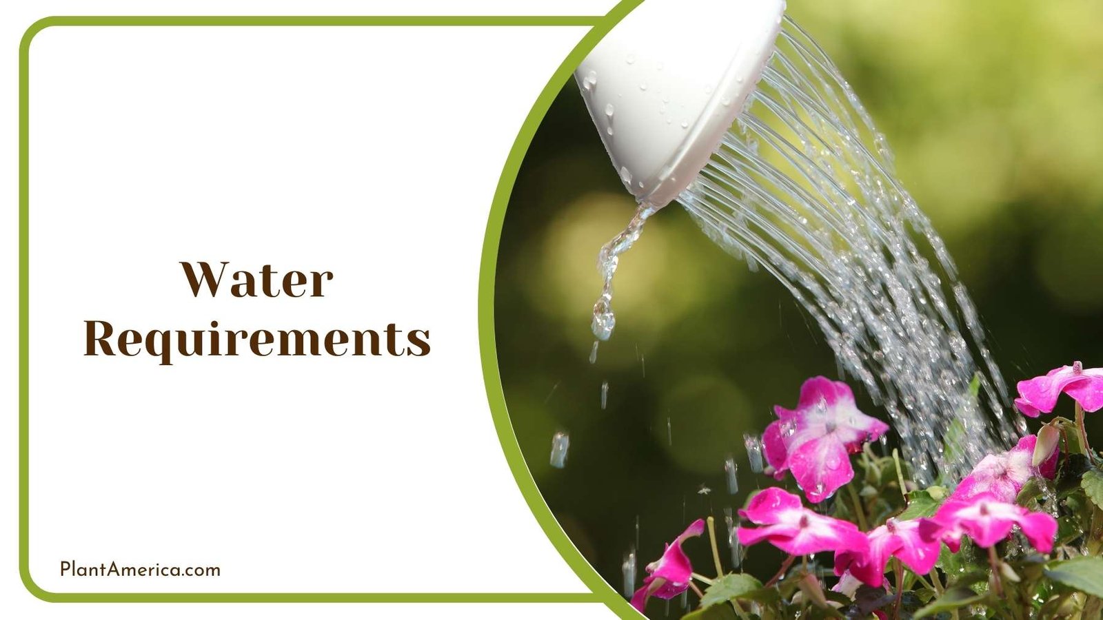 Watering The Flowers With Plastic Nozzle Plant America