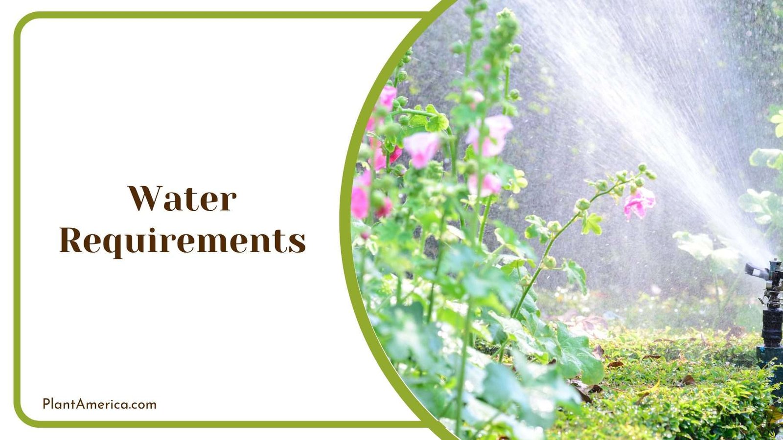 Watering The Garden With Nozzle Plant America