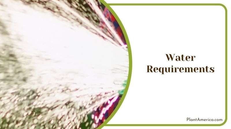 Watering Tillandsia Plant Plant America