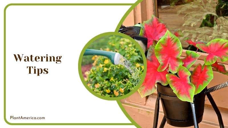 Watering Tips Plant America