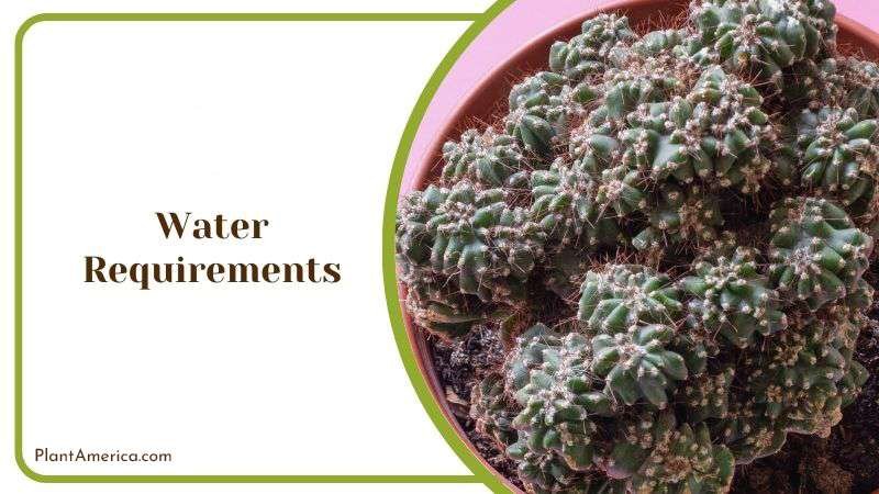Watering Tips for Cereus Spiralis Plant America Watering Tips for Cereus Spiralis Plant America