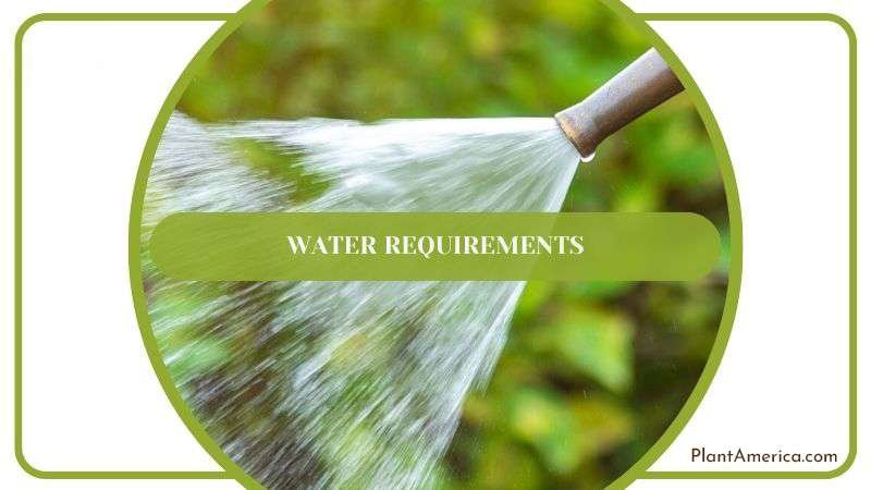 Watering Tips for Kalanchoen Houseplant