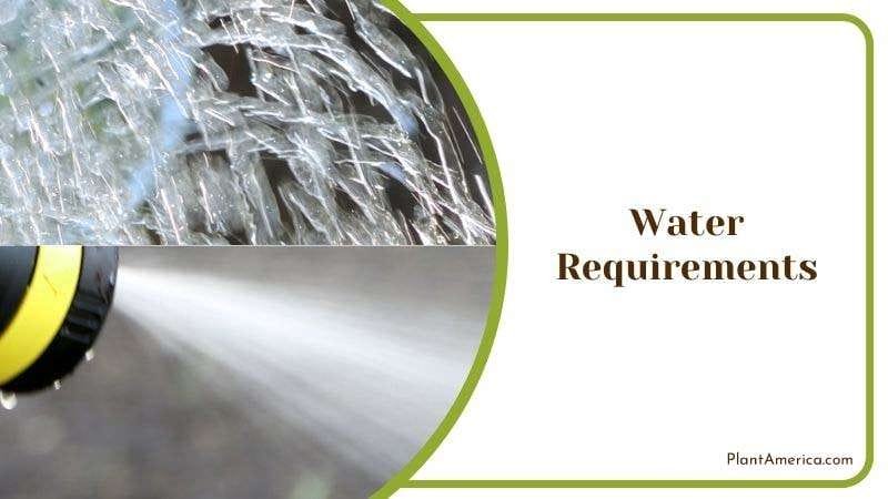 Watering Tips for Rhaphidophora Plant PlantAmerica