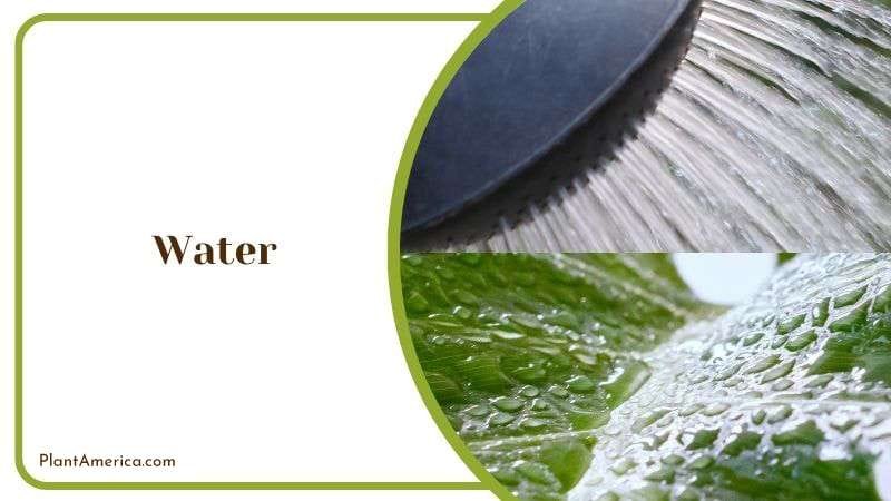 Watering Tips for Selloum PlantAmerica