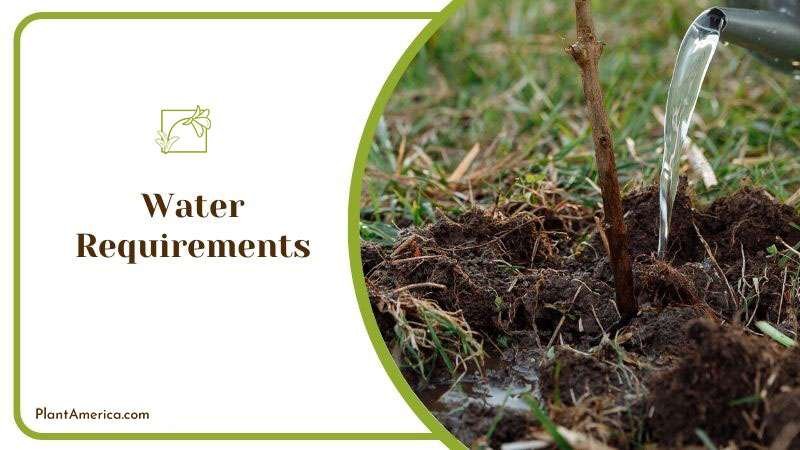 Content Images List Post Admirable Fireburst Anthurium for Ind