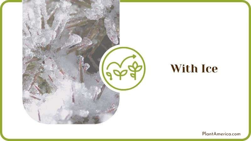 Watering With Ice Plant America