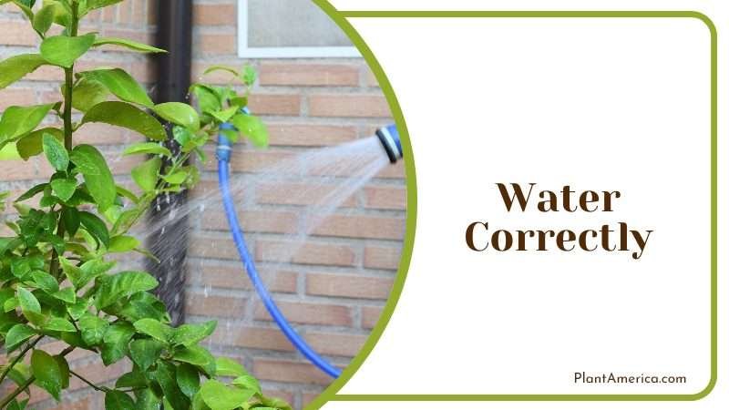 Watering citrus trees in containers PlantAmerica Watering citrus trees in containers PlantAmerica