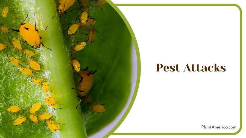 Watering for Healthier Cucumber Plants Plant America