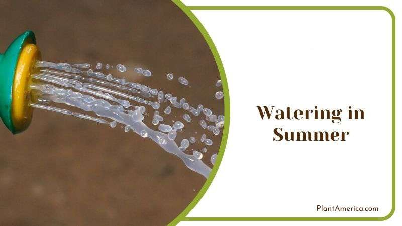 Watering in Summer Plant America