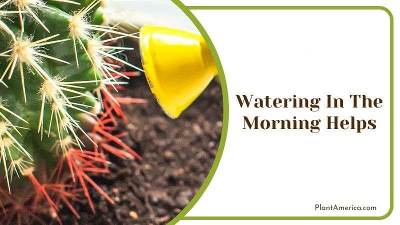 Watering in the Morning Helps Plant America Watering in the Morning Helps Plant America