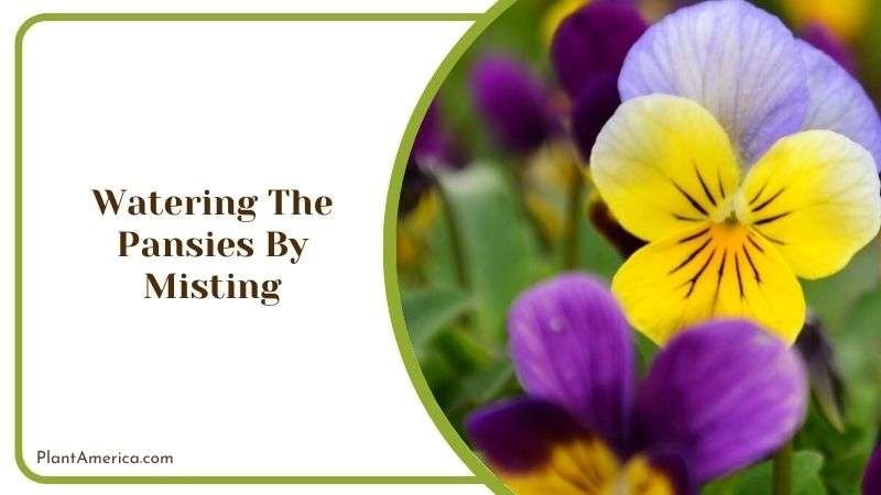 Watering the Pansies by Misting Plant America Watering the Pansies by Misting Plant America