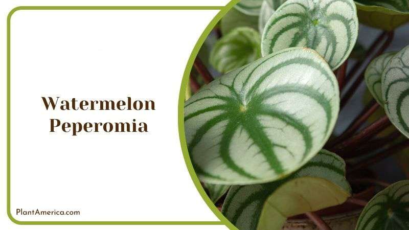 Watermelon Peperomia Plant America