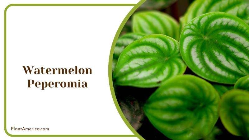 Watermelon Peperomia Popular Species Plant America Watermelon Peperomia Popular Species Plant America