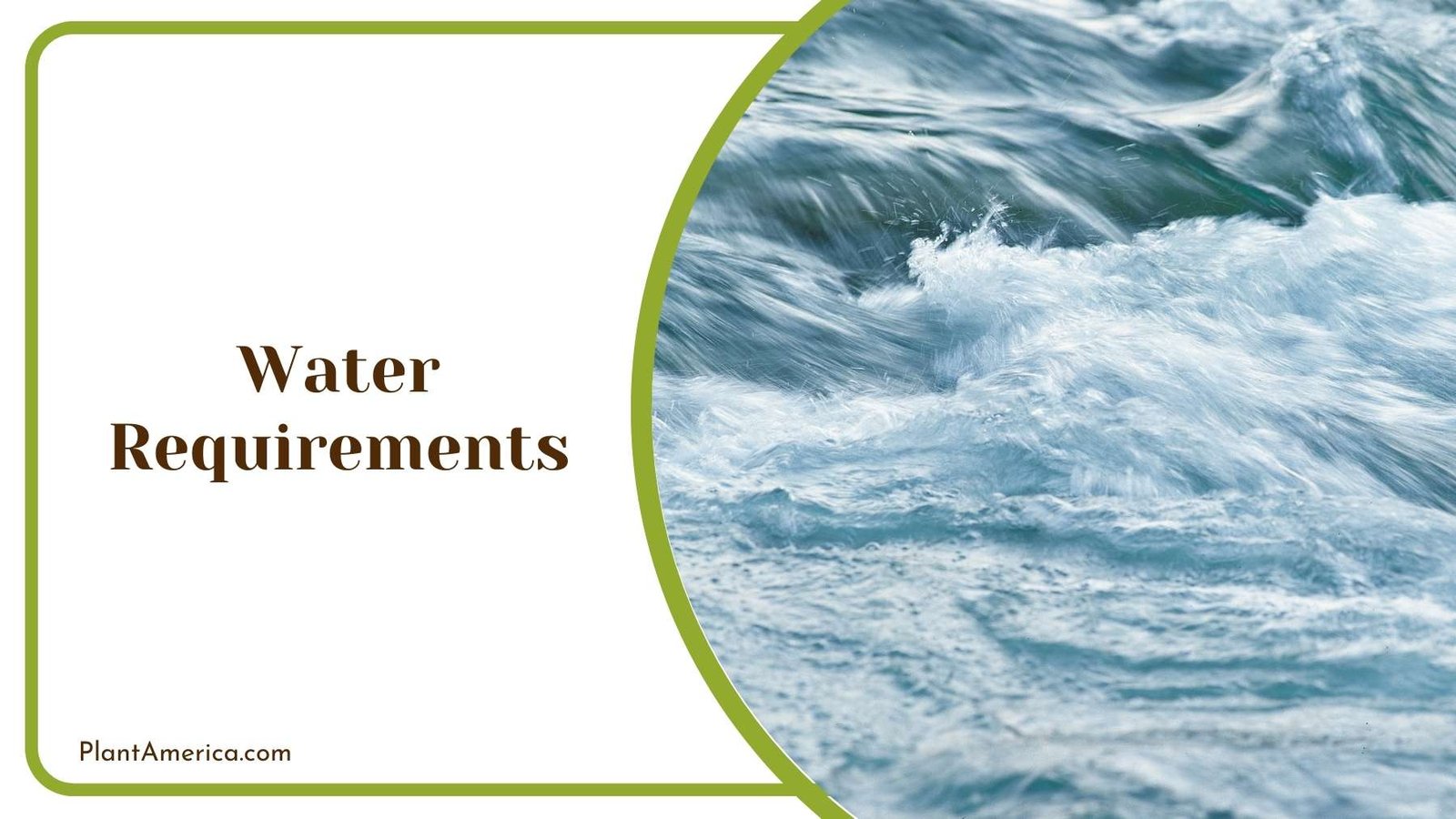 Waves Of Ocean Plant America