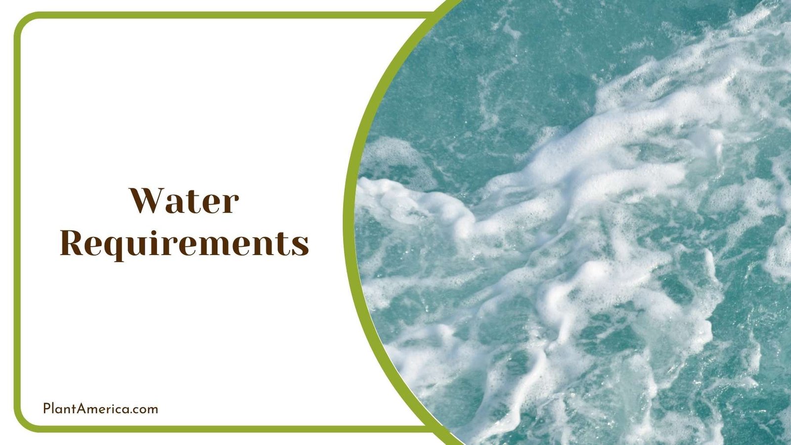 Waves of a Sea Plant America