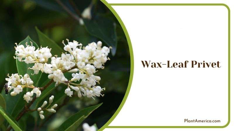 Wax Leaf Privet Plant America