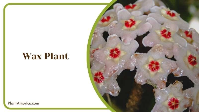 Wax Plant Succulent Plant America