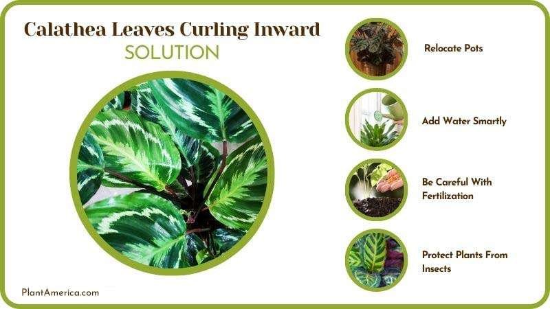 Way Out for Calathea Leaves Curling Inward ~ PlantAmerica