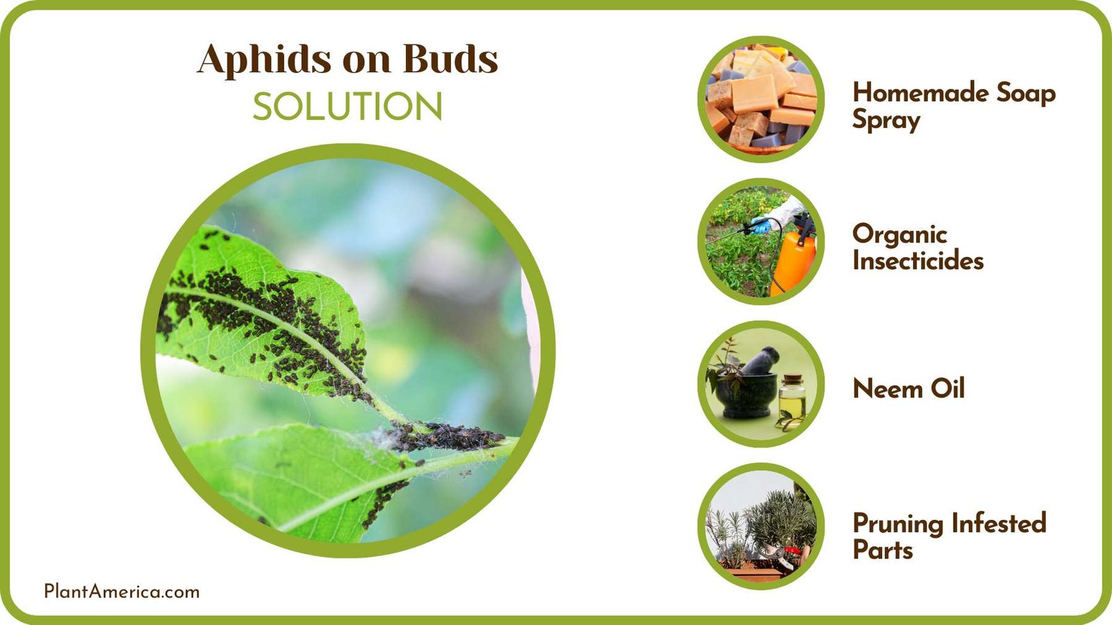 Ways to Free Aphids from Plants PlantAmerica
