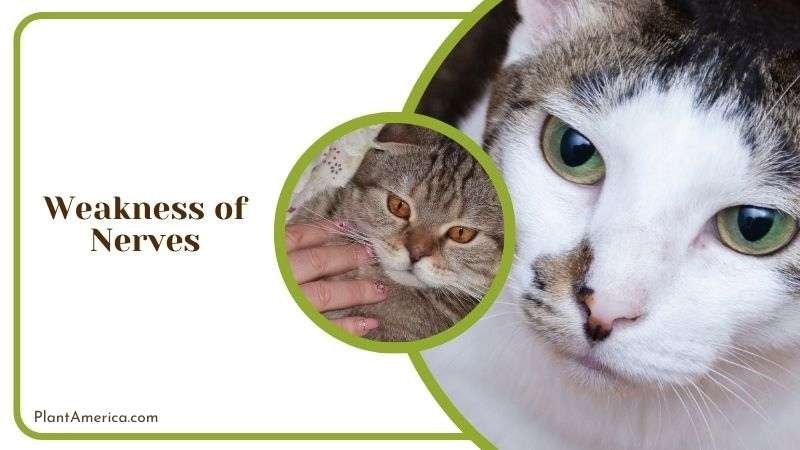 Weakness of Nerves Plant America