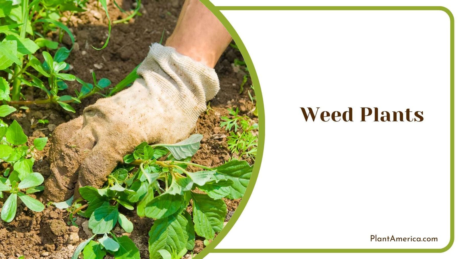 Weed Plants Plant America