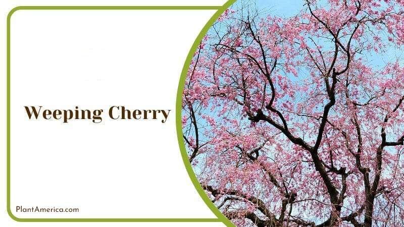 Weeping Cherry PlantAmerica