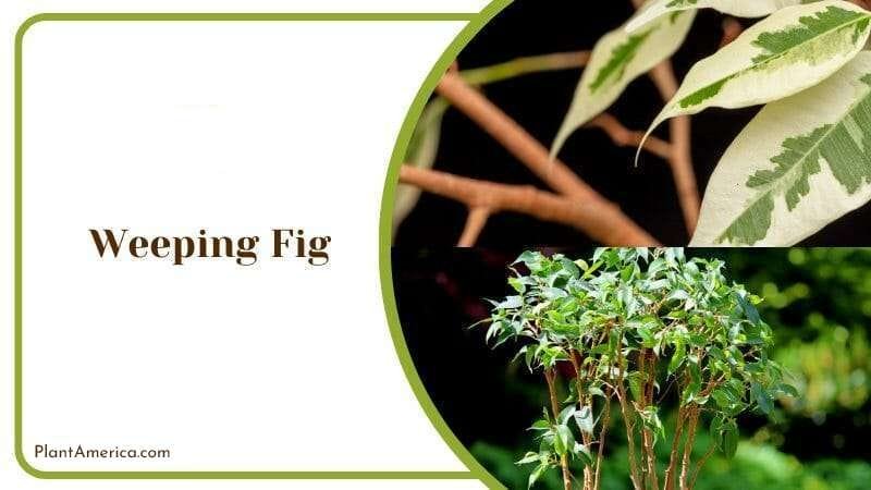 Weeping Fig Plant in Garden PlantAmerica