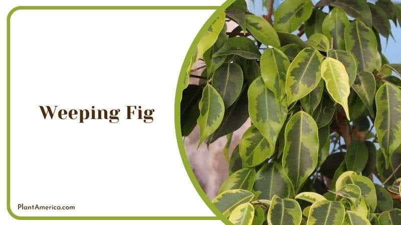 Weeping Fig Planting Ideas Plant America Weeping Fig Planting Ideas Plant America