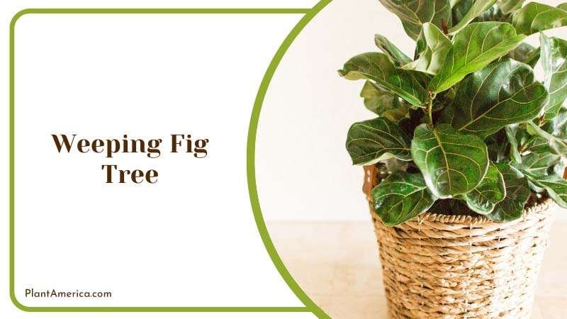 Weeping Fig Tree Plant America Weeping Fig Tree Plant America