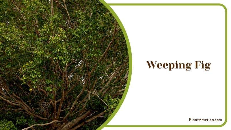 Weeping Fig in a Park Plant America
